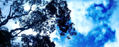 treesd and sky