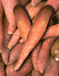 Yam-Yams Yam-Yams