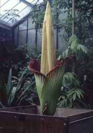 Titan arum Titan arum