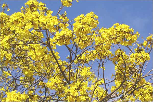 A tree with attractive yellow foliage A tree with attractive yellow foliage