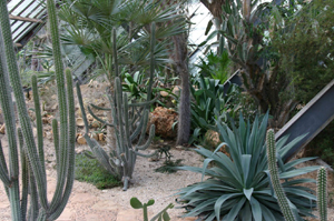 cacti cacti