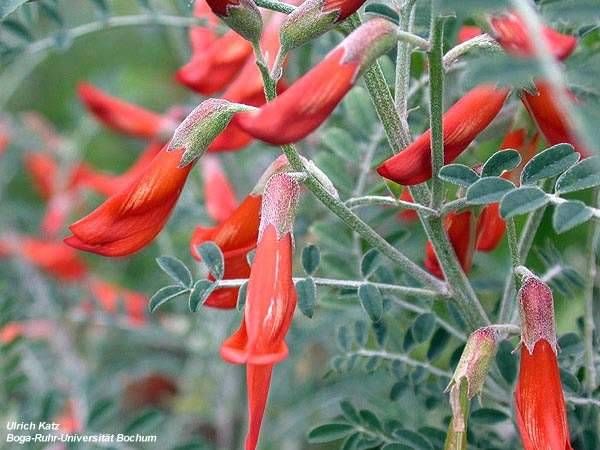 Sutherlandia Sutherlandia