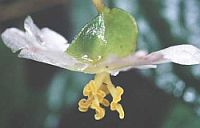 Begonia is rare Begonia is rare