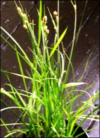 Rare sedge Rare sedge