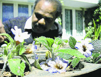 Saving Plants through tissue culture Saving Plants through tissue culture