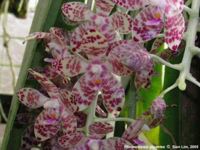 Phalaenopsis gigantea Phalaenopsis gigantea