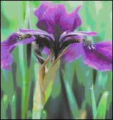 Iris in RBG Hamilton Iris in RBG Hamilton
