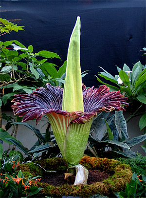 Titan arum Titan arum