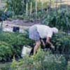 Columbia Valley - gardening