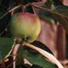 Chateau Ramzey - Pomme