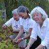 Hariet Irving - Collecting seeds