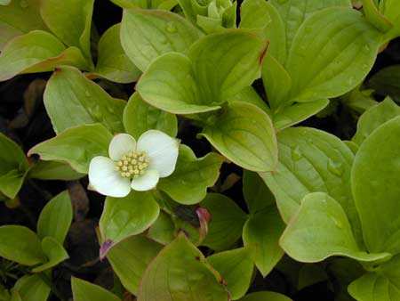Hariet Irving - Cornus