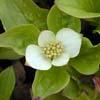 Hariet Irving - Cornus