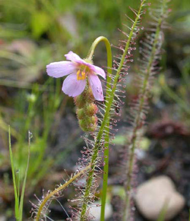 Hariet Irving - Drosera