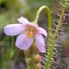 Hariet Irving - Drosera