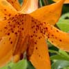 Hariet Irving - Lilium