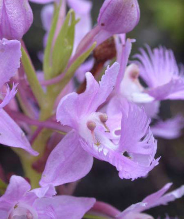Hariet Irving - Orchid planth