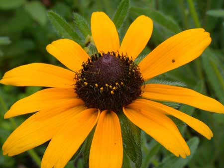 Hariet Irving - Rudbeckia