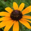 Hariet Irving - Rudeckia