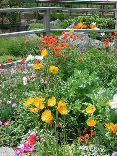 Memorial Botanical Gardens - Cottage Garden