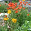Memorial Botanical Gardens - Cottage garden