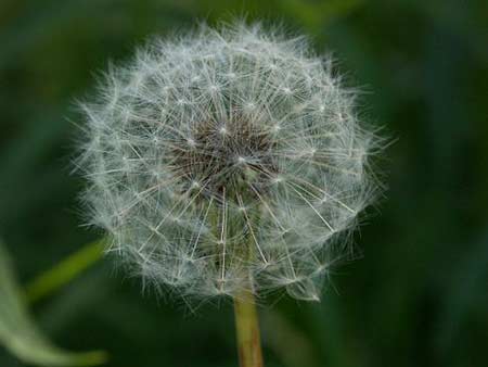 Memorial University - Dandelion