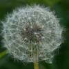 Memorial University - Dandelion