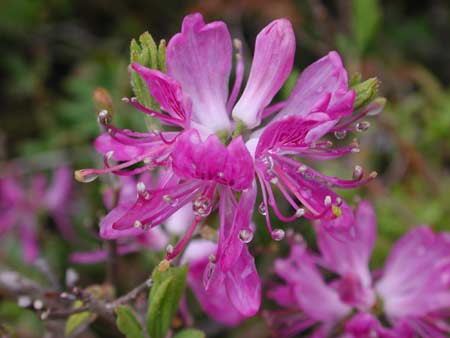 Memorial University - Rhododendron