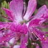 Memeorial University - Rhododendron
