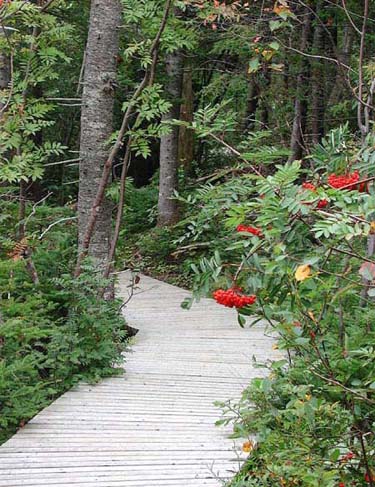 Memorial University - Ethnobotanical Trail