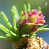Memorial University - Larch