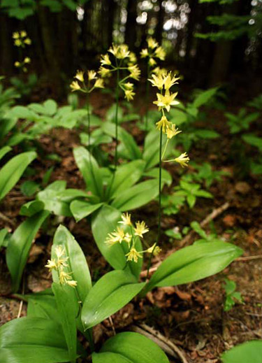 Jardin Metis - Clintonia borealis