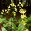 Jardin Metis - Clintonia borealis