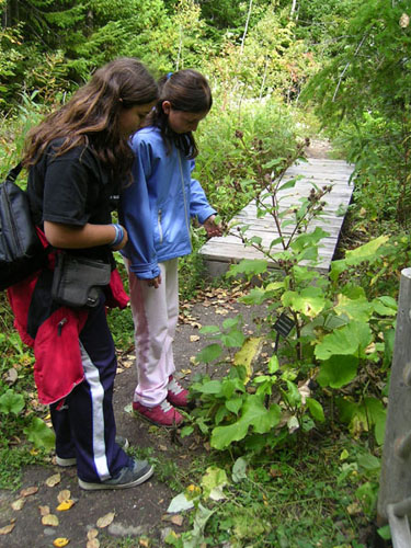 Jardin Metis - Lycee vert