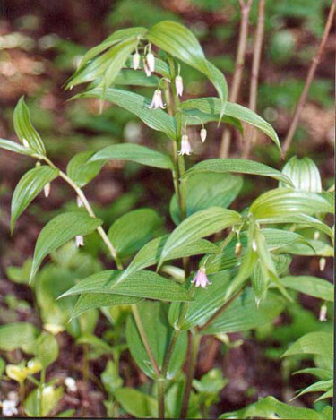 Jardin Metis - Streptopus roseus