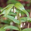 Jardin Metis - Streptopus roseus