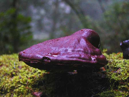Milner Gardens - Fungus