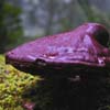 Milner Gardens - Fungus