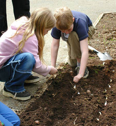 Milner Gardens - planting garlic