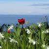 Milner Gardens - Ocean view