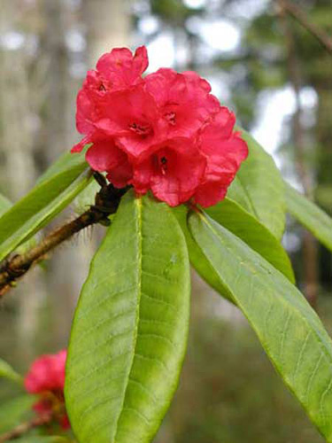 Milner BG - Rhododendron