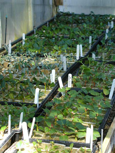 Milner Gardens - Rhododendron cuttings