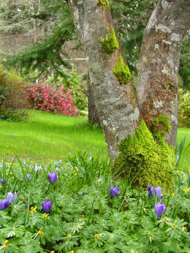 Milner Gardens - Spring