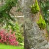 Milner Gardens - Spring