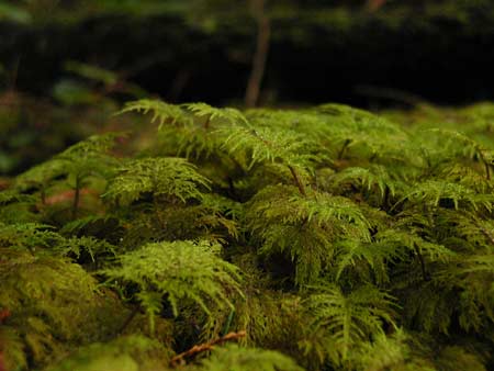 Milner Gardens - Stepmoss