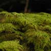 Milner Gardens - Stepmoss