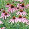 Niagara Botanical Gardens - Cone Flower