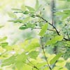 Niagra Botanical Gardens - Deerberry