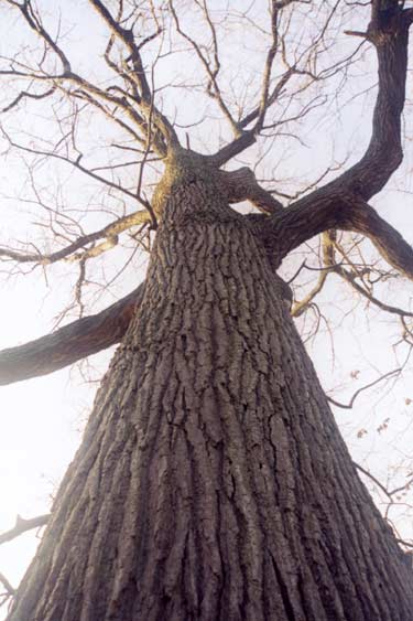 Niagra Parks - Black Oak