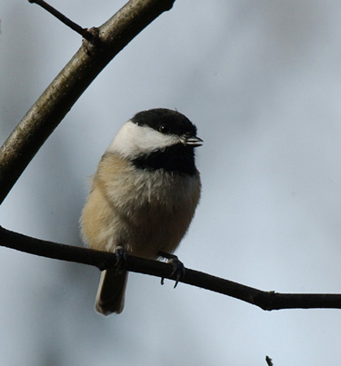 Royal Botanical Gardens - Winter Bird